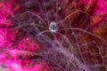 macro close up of Harvestmen spider Royalty Free Stock Photo