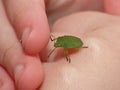 Macro close up high five of a green shield bug / Stink bug, photo taken in the UK