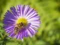 Macro close up honey bee on beautiful pink daisy flower Royalty Free Stock Photo