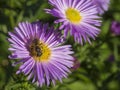 Macro close up honey bee on beautiful pink daisy flower