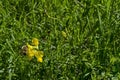 Macro close up of honey bee collecting pollen from yellow wild flower, district Marchaevo, Sofia, Vitosha mountain