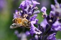 Macro close up of honeybee apis mellifera on purple lavender flower focus on bee Royalty Free Stock Photo