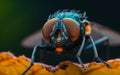 Macro close up of house fly Royalty Free Stock Photo