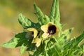 Hyoscyamus niger , henbane flower , flora Iran