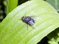 Macro of bluebottle fly on a green leaf Royalty Free Stock Photo