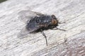 Macro of bluebottle fly on a piece of aged wood