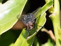 Macro of fly on a green leaf Royalty Free Stock Photo