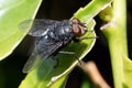 Macro of fly on a green leaf Royalty Free Stock Photo