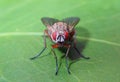 Red Eyed fly on a green leaf Royalty Free Stock Photo