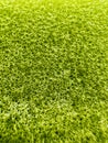 Macro close-up image of the green mop grid cells Royalty Free Stock Photo