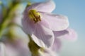 Macro close-up of an individual Lady\'s Smock flower (Cardamine pratensis, also known as cuckoo flower, mayflower, or milkmaids). Royalty Free Stock Photo