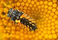 Macro close up of insect bug on a blooming yellow flower as background Royalty Free Stock Photo