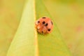 Ladybug insect on the yellow leaf