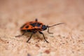 Macro close up of isolated firebug pyrrhocoris apterus - Germany