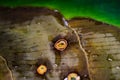 Macro close up of isolated green partly withered yucca palm tree leaf with brown spots Royalty Free Stock Photo