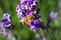 Macro close up of isolated honey bee collecting pollen from purple lavender flowers focus on bee Royalty Free Stock Photo