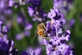 Macro close up of isolated honey bee collecting pollen from purple lavender flowers focus on bee Royalty Free Stock Photo