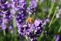 Macro close up of isolated honey bee collecting pollen from purple lavender flowers focus on bee