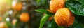 Macro close up of juicy orange with water droplets on tree, ideal banner with space for text