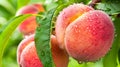 Macro close up of juicy peach on tree with dew drops, ideal wide banner with space for text