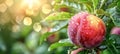 Macro close up of juicy peach on tree with dew drops, ideal wide banner with space for text