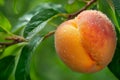 Macro close up of juicy peach on tree with dew drops, perfect for wide banner with copy space