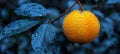 Macro close up of juicy peach with water droplets on tree branch, ideal banner with space for text