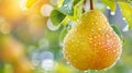 Macro close up of juicy pear with dew drops hanging on tree, wide banner with space for text
