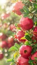 Macro close up of juicy pomegranate fruit on tree with dew drops wide banner with copy space