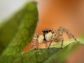 Macro close up of jumping spider on a green leaf Royalty Free Stock Photo