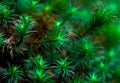Macro close-up of juniper haircap moss Royalty Free Stock Photo