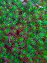 Macro close-up of juniper haircap moss Royalty Free Stock Photo