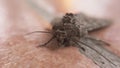 Macro close up in 4k of the face of butterfly Mamestra brassicae also called moth a nocturnal animal and voracious lepidoptera usu