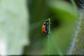 Macro close-up of a ladybug standing on a thin cactus