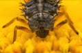 Macro close up of larva insect bug on a blooming yellow flower as background Royalty Free Stock Photo