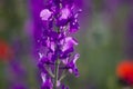 Macro and close-up of the lavender flower Royalty Free Stock Photo