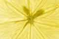 Macro close-up of a lemon with pits. Transparent lemon texture. Macro detail of fresh juicy lemon Royalty Free Stock Photo