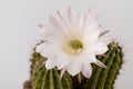 Macro close up of light pink flowers of cactus. Cactus in Bloom. Blooming cactus flower