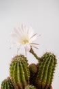 Macro close up of light pink flowers of cactus. Cactus in Bloom. Blooming cactus flower