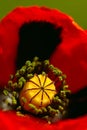 Macro close up. A macro shot in the petals of a red poppy. Stamens and pestle of a poppy flower Royalty Free Stock Photo