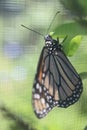 Macro close up of monarch butterfly with blurry screen background