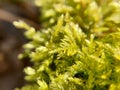 Macro close-up of moss on a log in the woods Royalty Free Stock Photo