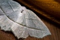 Macro close up of moth insect on wooden background