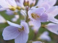 Macro close-up of multiple Lady\'s Smock flowers (Cardamine pratensis) Royalty Free Stock Photo