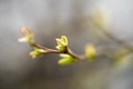 Macro Close-up of New Spring Buds & Leaves against Blurred Background