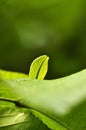 Macro close up newborn green leaves in natural Royalty Free Stock Photo