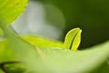 Macro close up newborn green leaves in natural Royalty Free Stock Photo