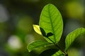 Macro close up newborn green leaves in natural Royalty Free Stock Photo