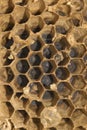 Macro Close up of Old Wasp Nest Comb with Hexagonal Cells Royalty Free Stock Photo