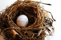 macro close-up of one egg in the nest retirement social security metaphor topic theme background Royalty Free Stock Photo